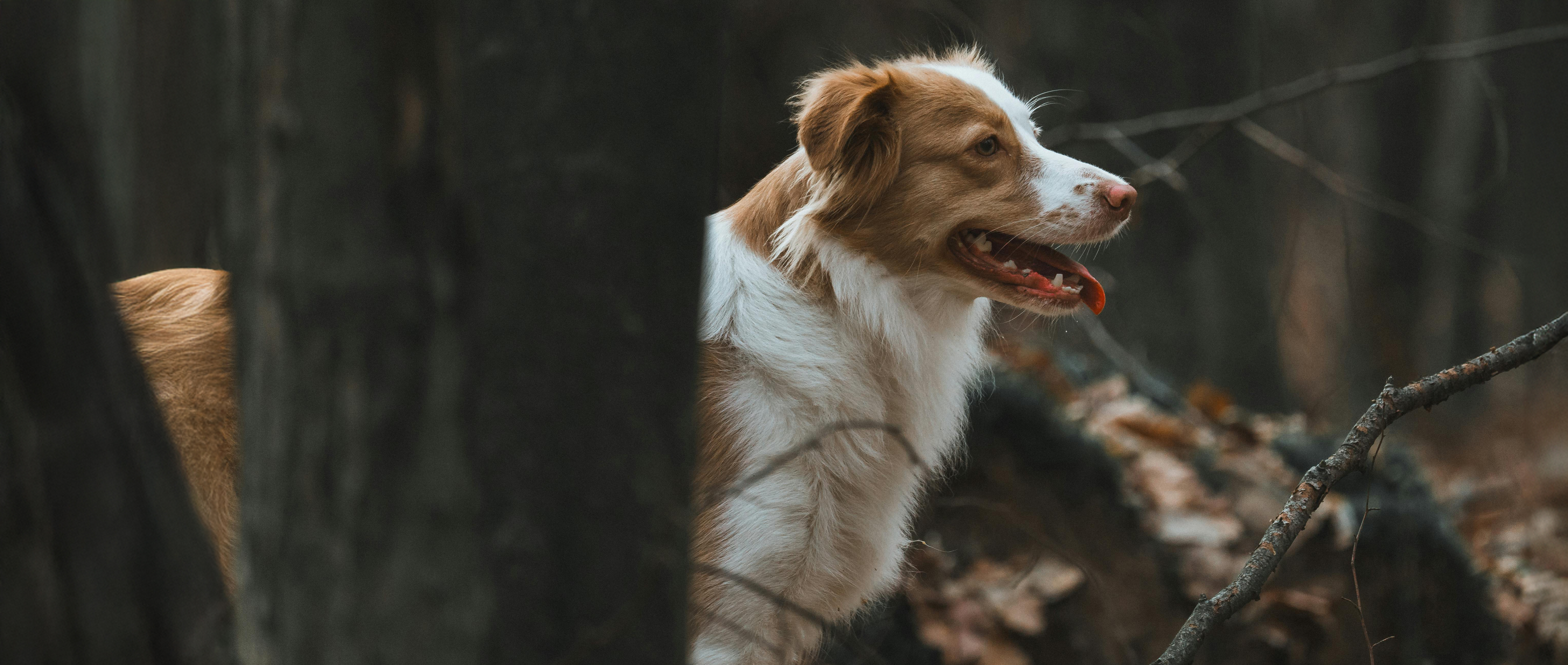 Cachorro com a Boca Aberta
